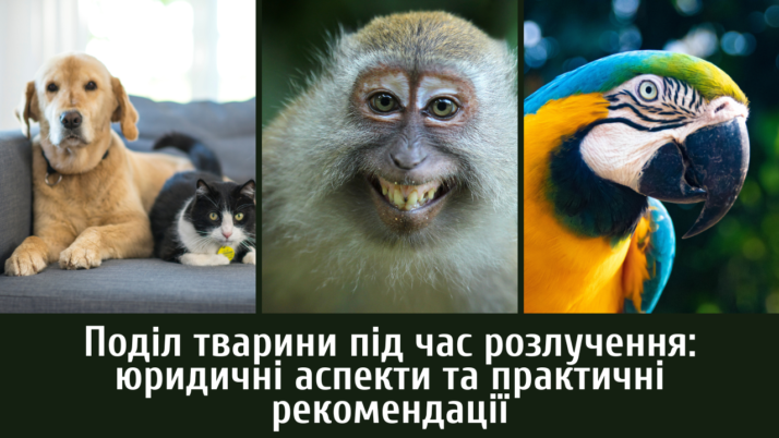 Поділ тварини під час розлучення: юридичні аспекти та практичні рекомендації